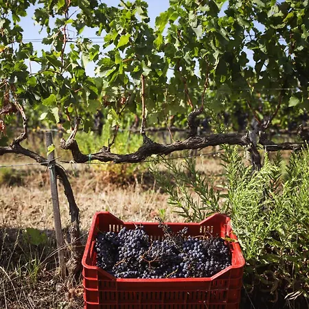 Bio Poggio Aione *
